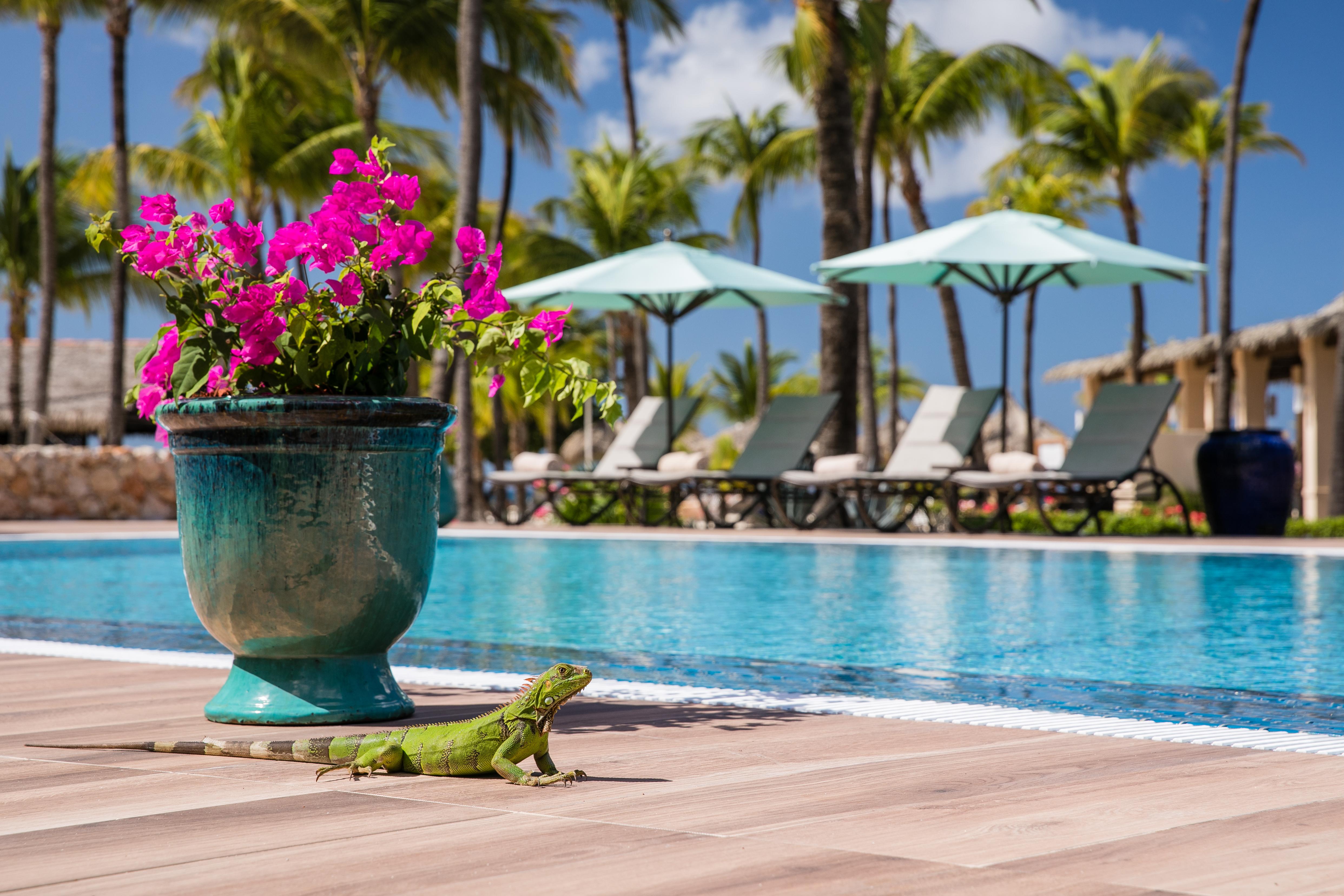 Manchebo Beach Resort And Spa Palm Beach Kültér fotó